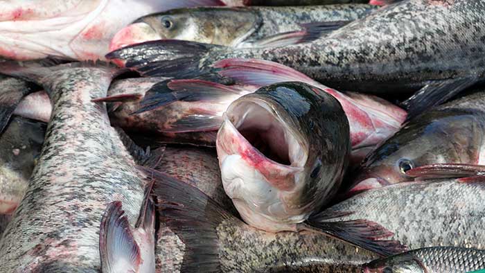 El pescado se procesa y se oferta a la población en forma filetes, croquetas, embutidos...