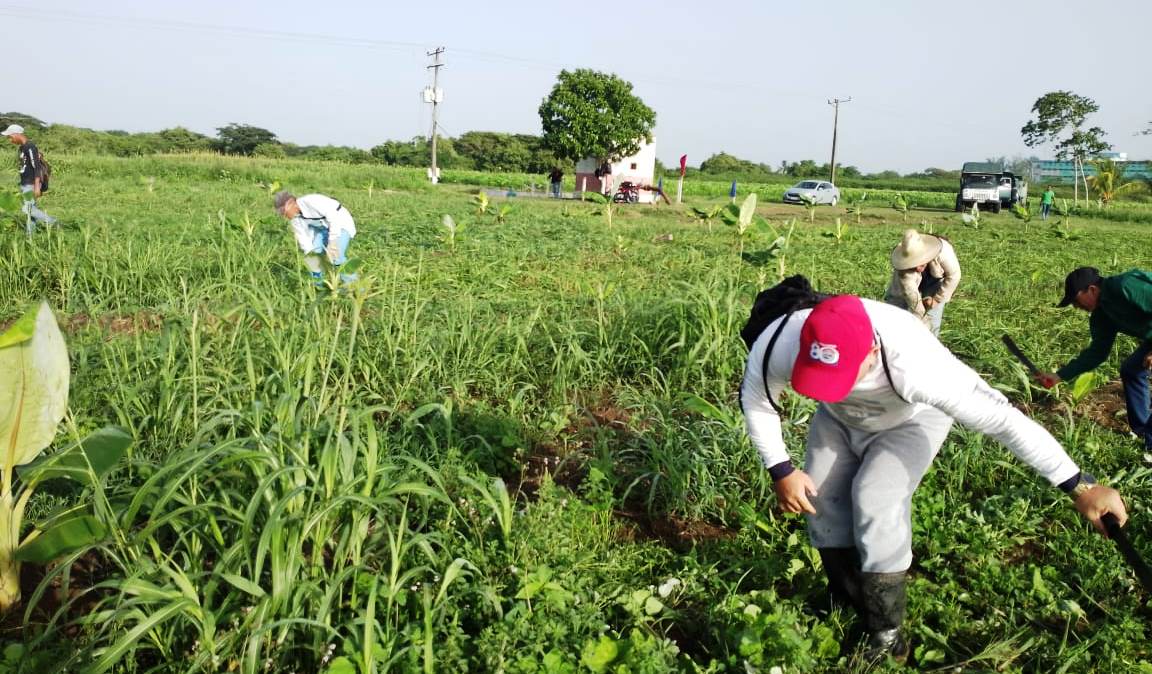 Lostrabajadores1 jornada de homenaje a Fidel en los campos tuneros