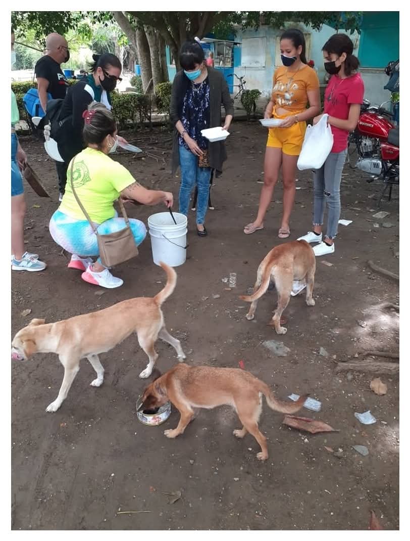 comida a perros callejeros