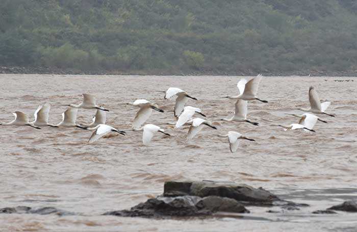 Eurasian spoonbills fly over the Hukou Waterfall along the Yellow River in Linfen, north China's Shanxi province.