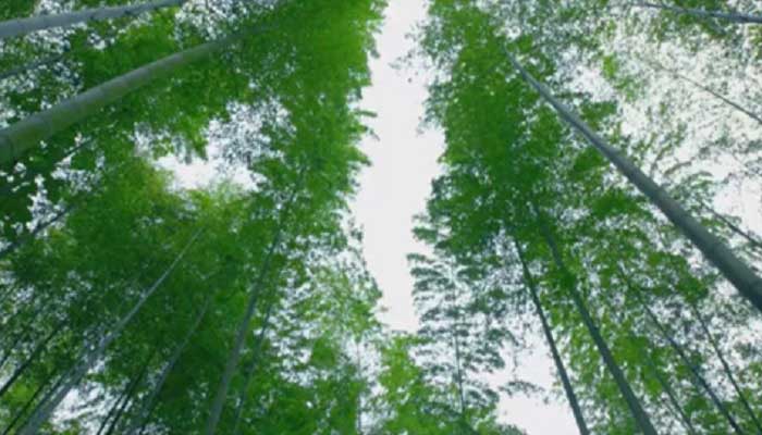 A bamboo forest in Chizhou, east China's Anhui province. 