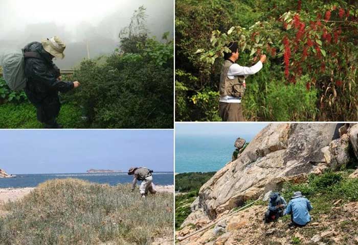 Staff members of the National Wild Plant Germplasm Resource Center for Chenshan Botanical Garden collect seeds across China.