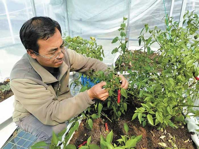 Wang Zhonghong, professor at Xizang Agricultural and Animal Husbandry University.
